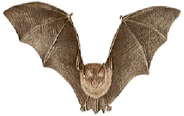 Bat