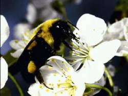 Insect pollinating a flower