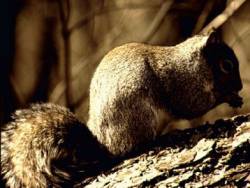 The squirrel hides nuts in the ground as a winter store.