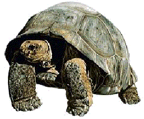 Tortoise