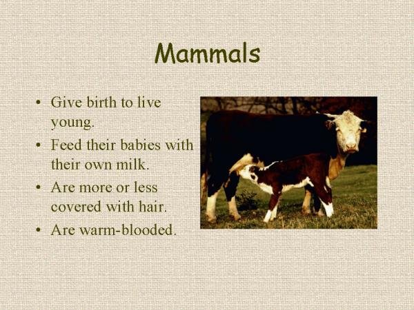 Mammals